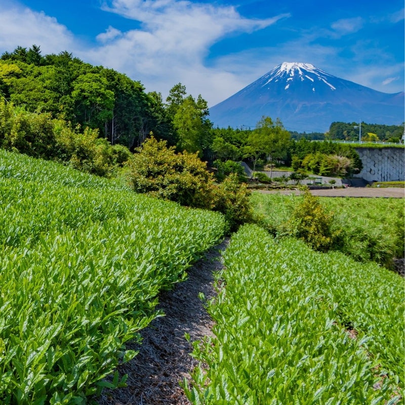 Čajové plantáže v Japonsku